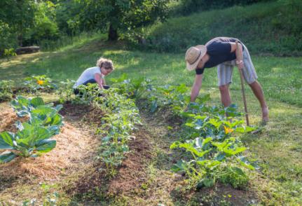 Illustration d'un potager cultivé en permaculture