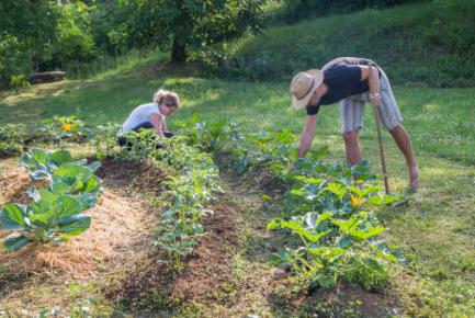 Illustration d'un potager cultivé en permaculture